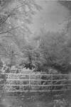 [10 Sec. Woodland scene, moss covered fence - duplicate Clonbrock 177, 179, 180, 182.]
